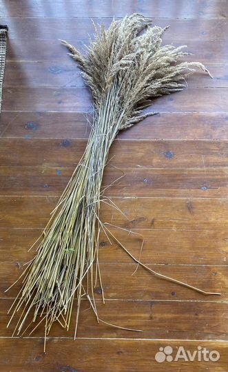 Пампасная трава. Сухоцвет. Декор