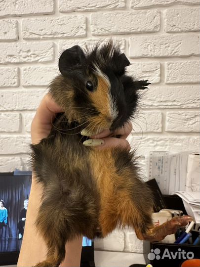 Морские свинки парой