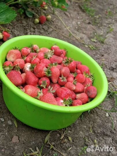 Рассада клубники, земляники