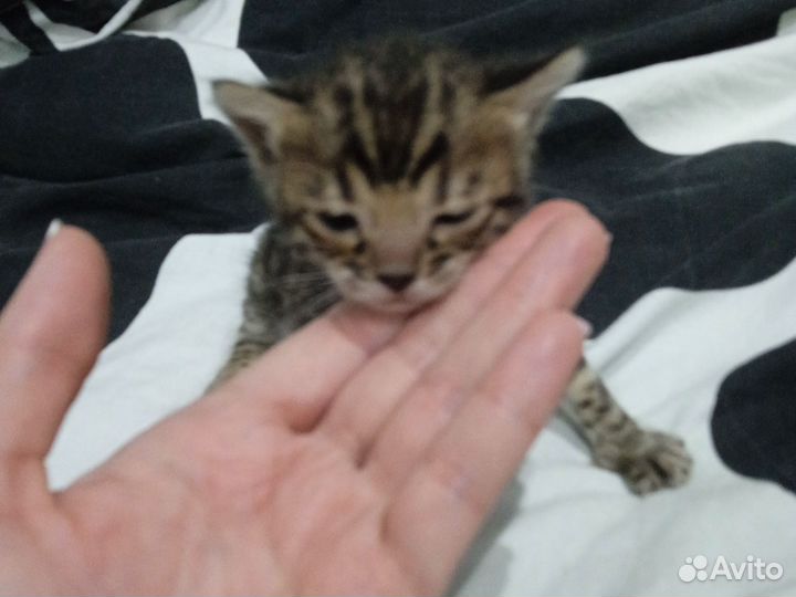 Бенгальская