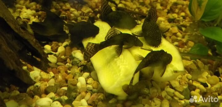 Анциструс сом, Хелены, креветки