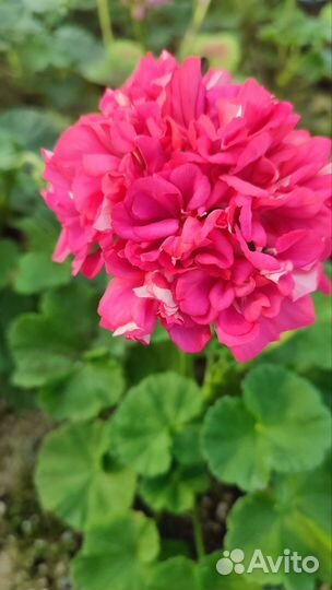 Пеларгонии сортовые
