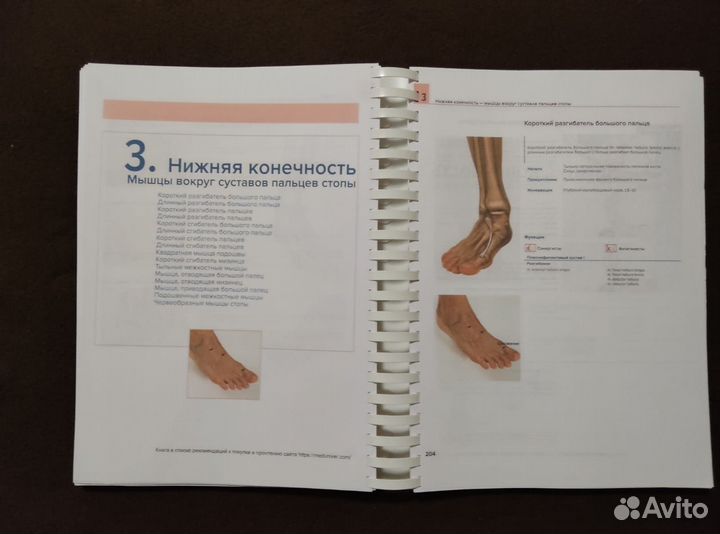 Мышцы. Анатомия. Движения. Тестирование