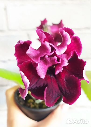 Стрептокарпусы розовые, красные, красно-желтые