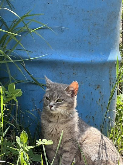 Кошечка