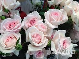 Роза Принц Жардиньер/ Пушкин