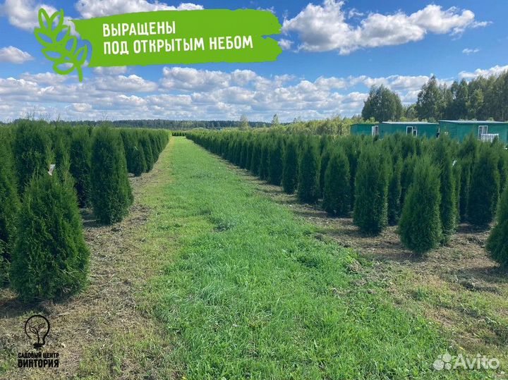 Туя из питомника 180-200 см