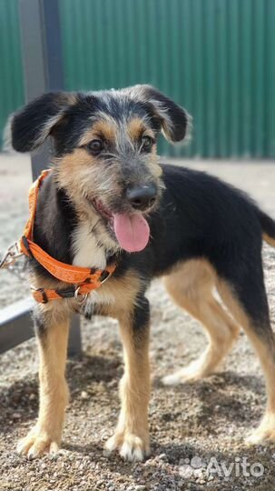 Девочка терьер метис