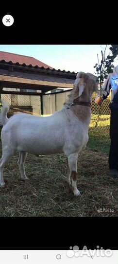 Козочка англо-нубийская