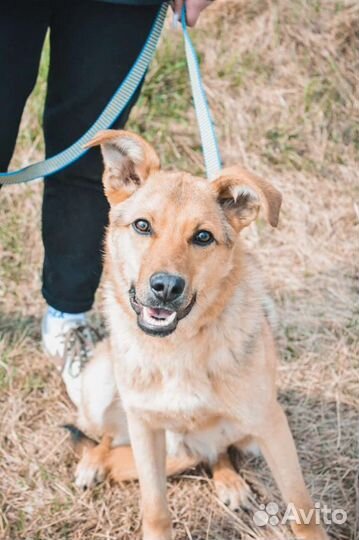 Молодой кобель в поисках дома