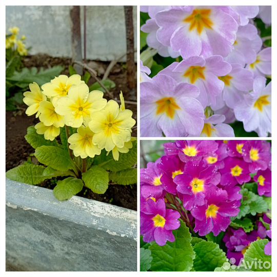 Ромашки (пиретрум), пролески и др