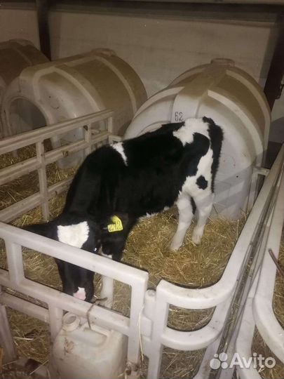 Бычки 2х месячного возраста