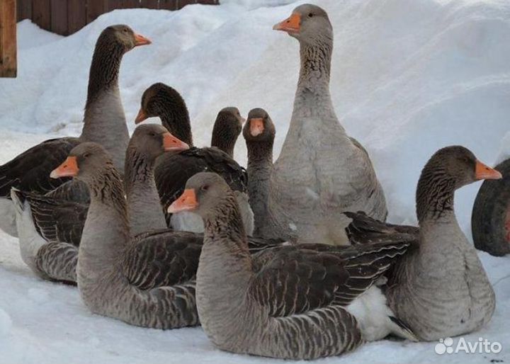 Утята, гусята