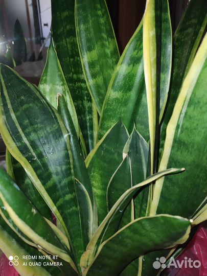 Сансевиерия сортовая
