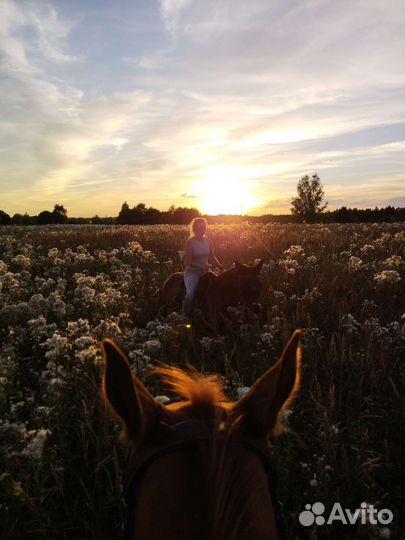 Верховая езда, катание на лошади