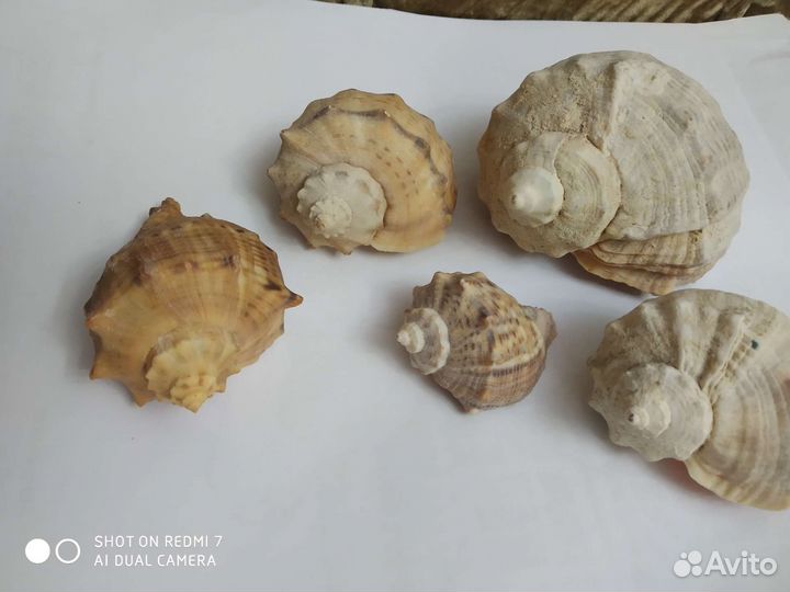 Ракушки. За все