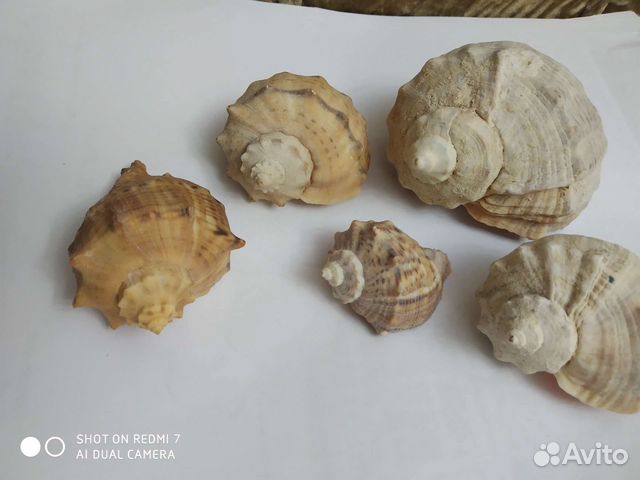 Ракушки. За все