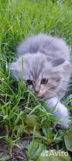 Кошка в дар бесплатно