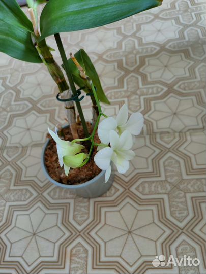 Орхидея дендробиум белая