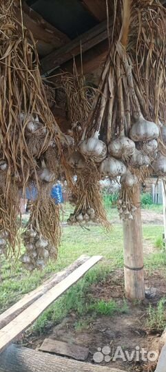 Чеснок озимой