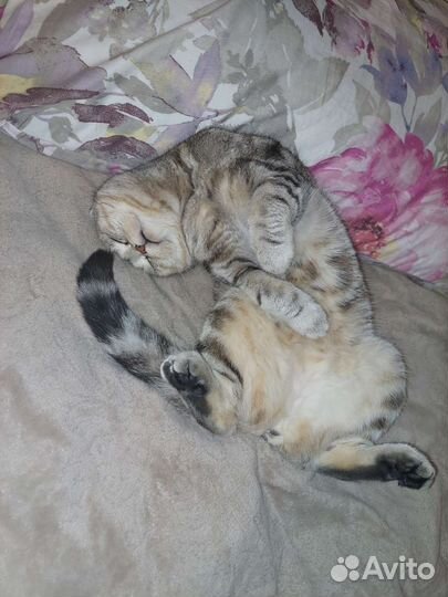 Шотландская вислоухая кошка бесплатно