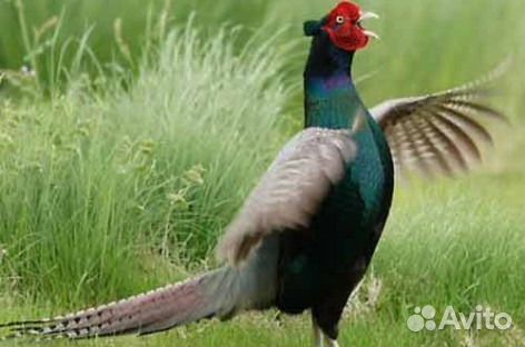 Фазаны Серебристые, Румынские ушастые, Охотничьи