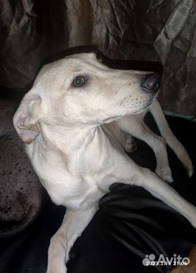 Ксоло девочка стандарт