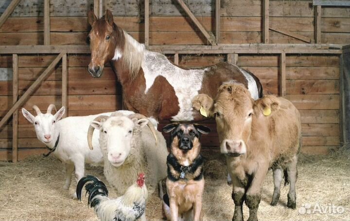 Корм для животных