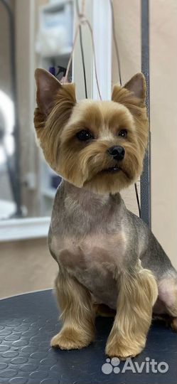 Передержка животных