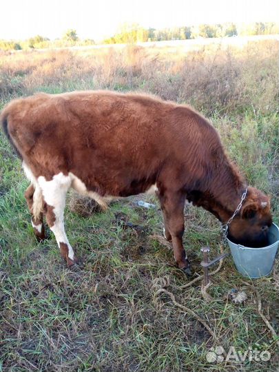 Бычки и телята