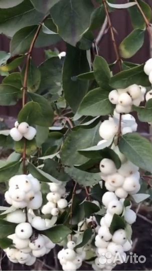 Снежноягодник