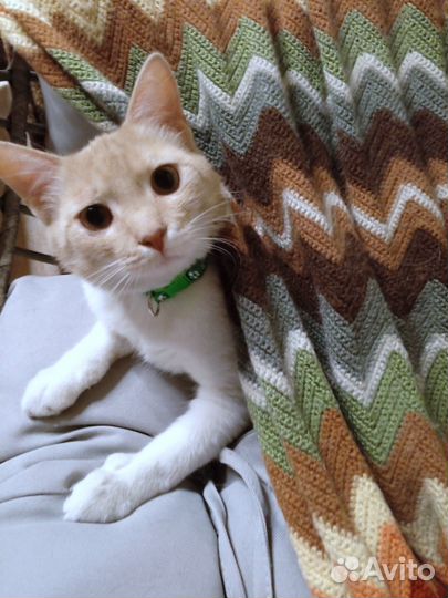 Отдам кота в добрые руки