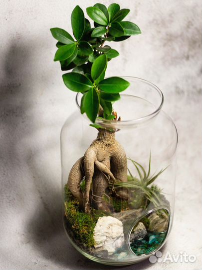 Флорариум. Фикус Гинсенг с озером