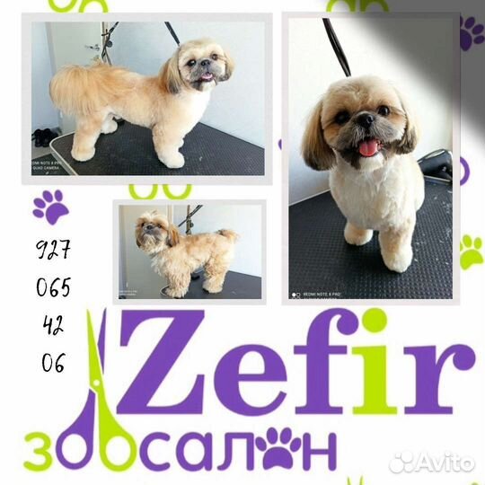 Стрижка собак и кошек