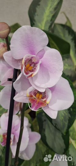 Орхидея Фаленопсис Застывшее Пламя