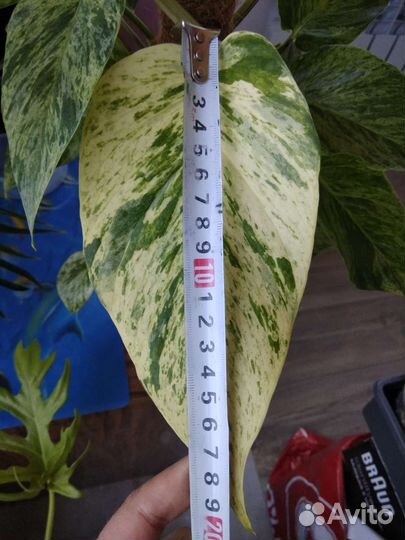 Филодендроны, эпипремнумы, сингониумы