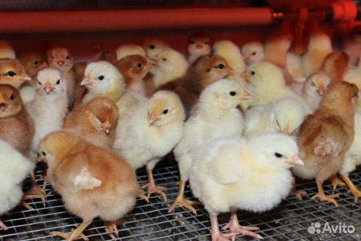 Цыплята ломан браун