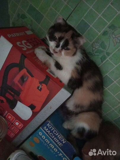 Отдам кошечку