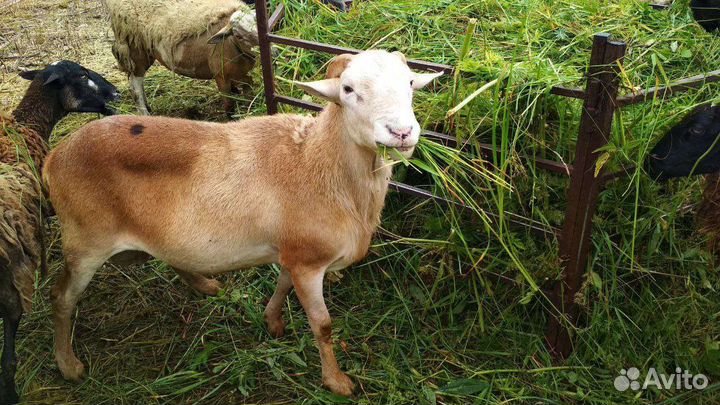 Катумские овцы и баран