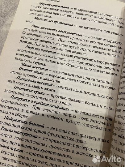 Чайный гриб