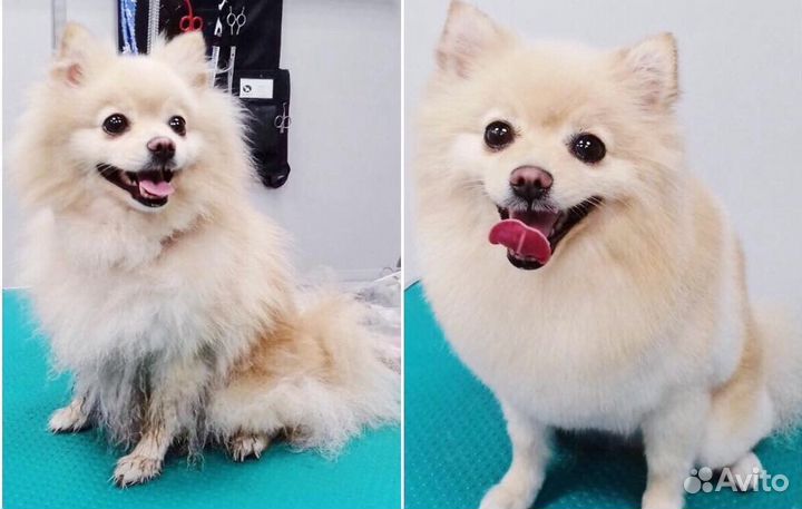 Груминг собак,стрижка собак, чистка Зубов