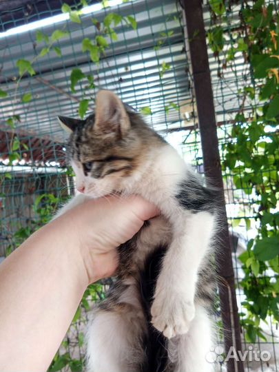 Кошка в дар