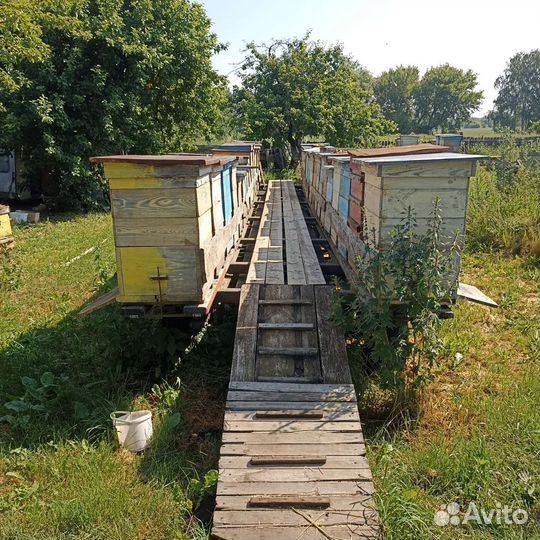 Прицеп пасека