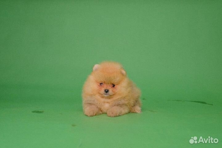 Померанский шпиц