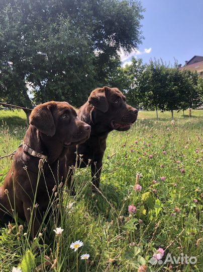 Щенки лабрадор
