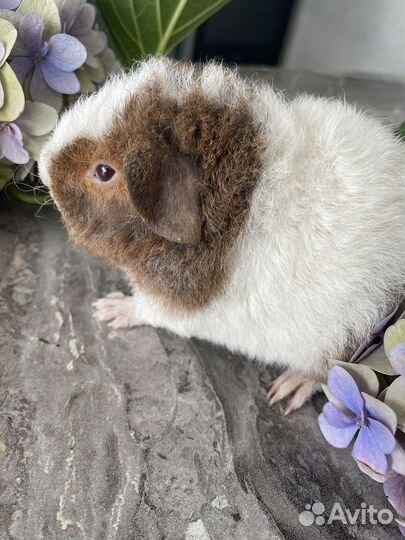 Морские свинки американские тедди