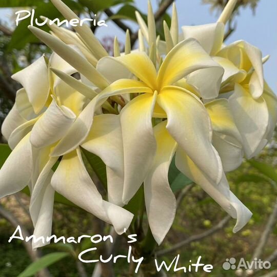 Плюмерии сортовые