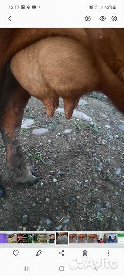 Корова с телёнком