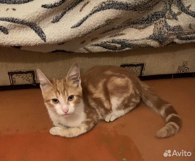 Котята в добрые руки мальчик