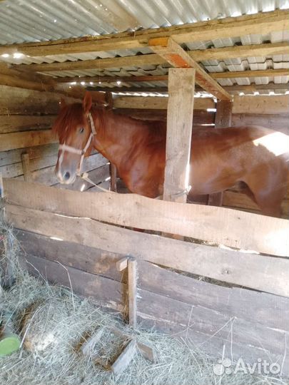 Продам жеребца